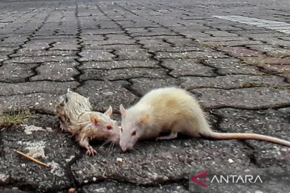 Penduduk Kota Kupang terinfeksi dengan berita tikus - antara