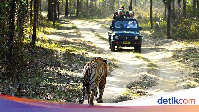 Rem Mobil Safari, Pemimpin Yang Meninggalkan Wisatawan Yang Ditinggalkan Di Tengah Hutan